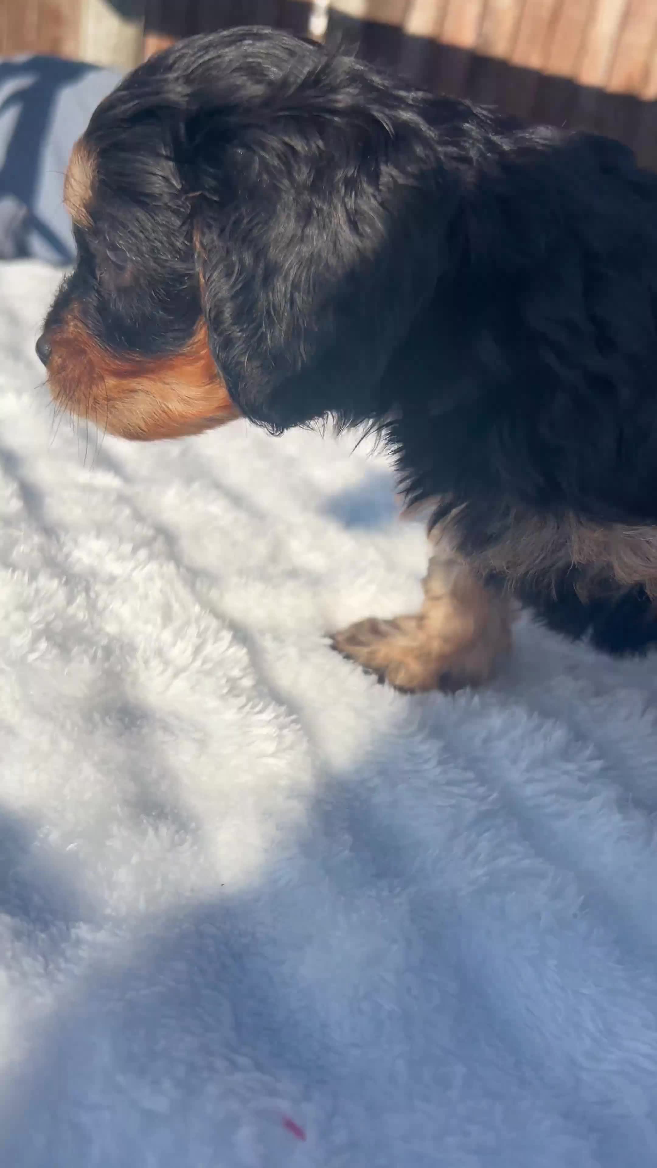 Cavapoo dogs for sale: ⭐️ Black & Tan Female Toy Cavapoo ⭐️ - Video 5