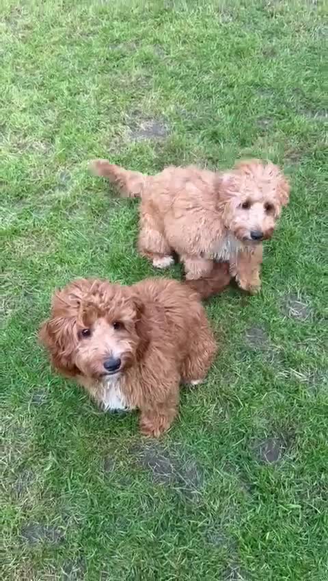 Cockapoo dogs for sale: 2 beautiful 6 month old trained cockapoo girls  - Video 1