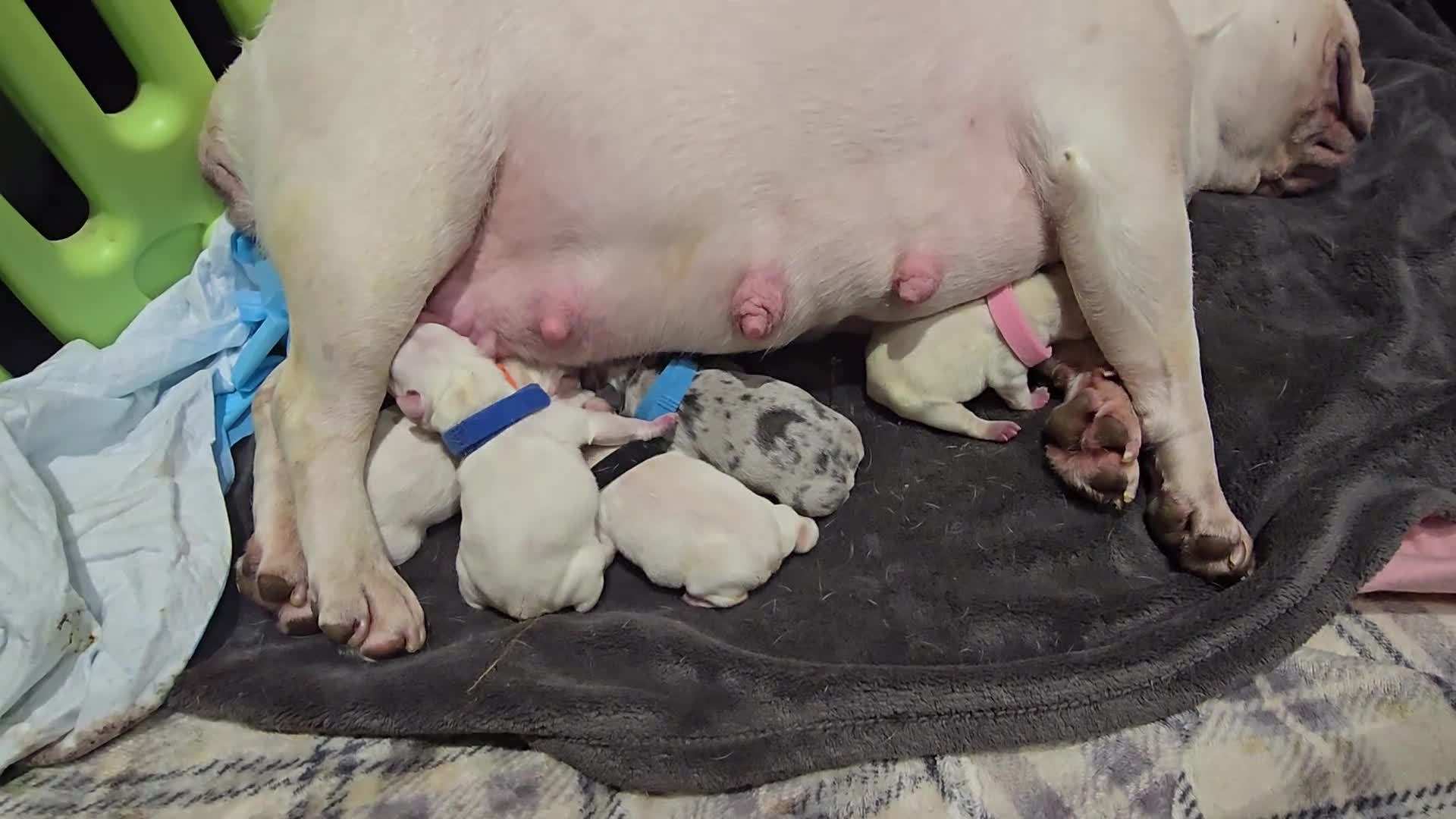 French Bulldog dogs for sale: French bulldog puppies - Video 1
