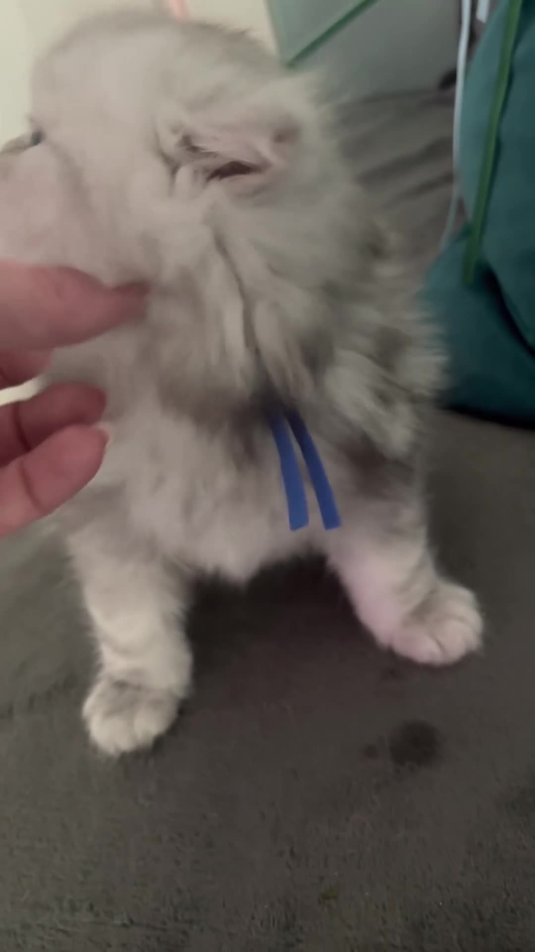 Persian cats for sale: Long Hair Persian / Ragdoll Kittens  - Video 4