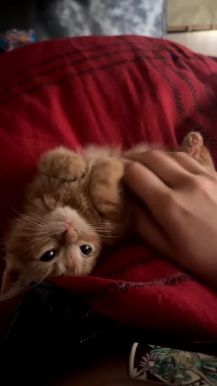 Mixed Breed cats for sale: Beautiful Kittens - Video 1