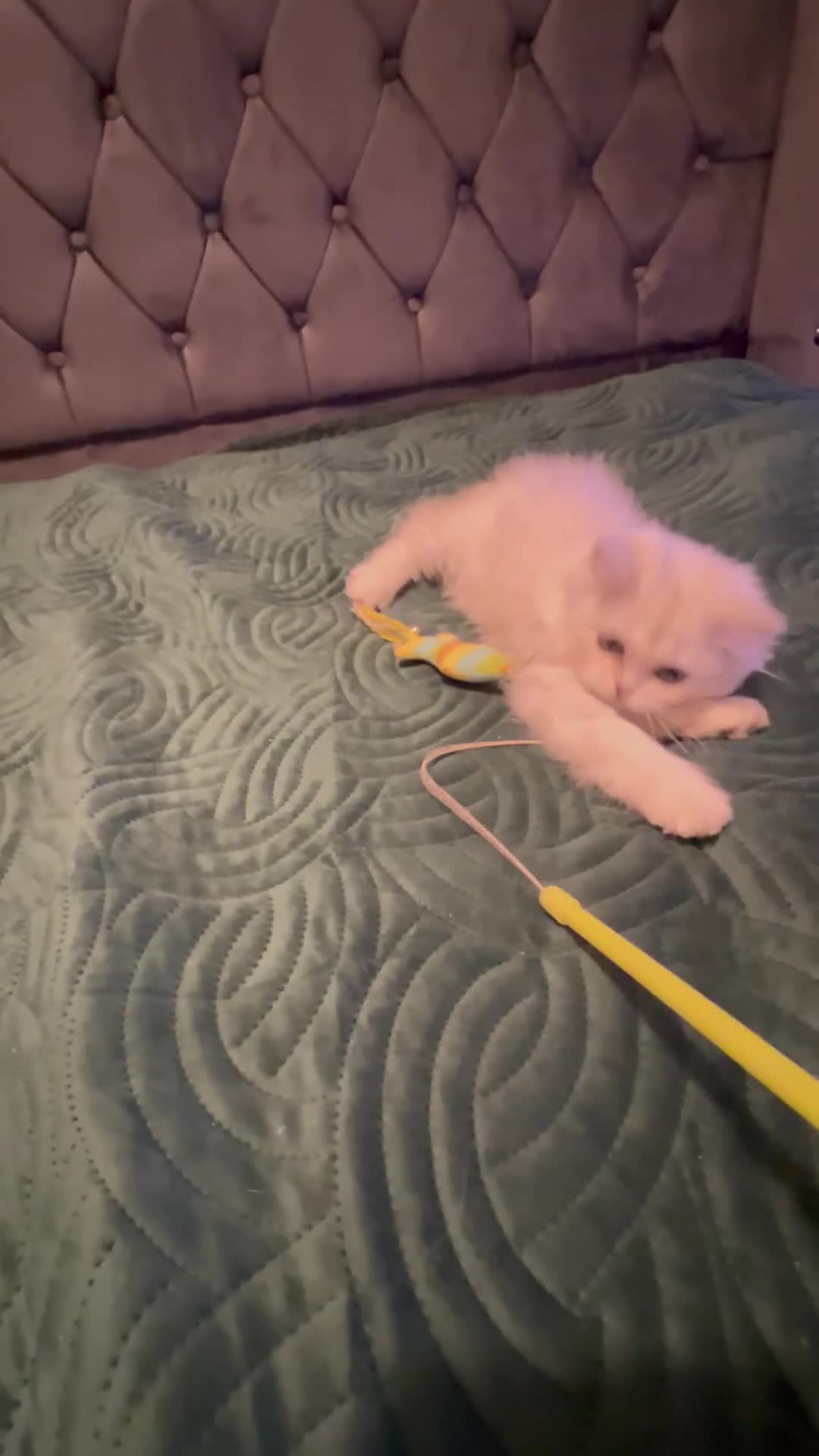 Scottish Fold cats for sale: 💞Beautiful Scottish Fold and Straight kittens🐾 - Video 2