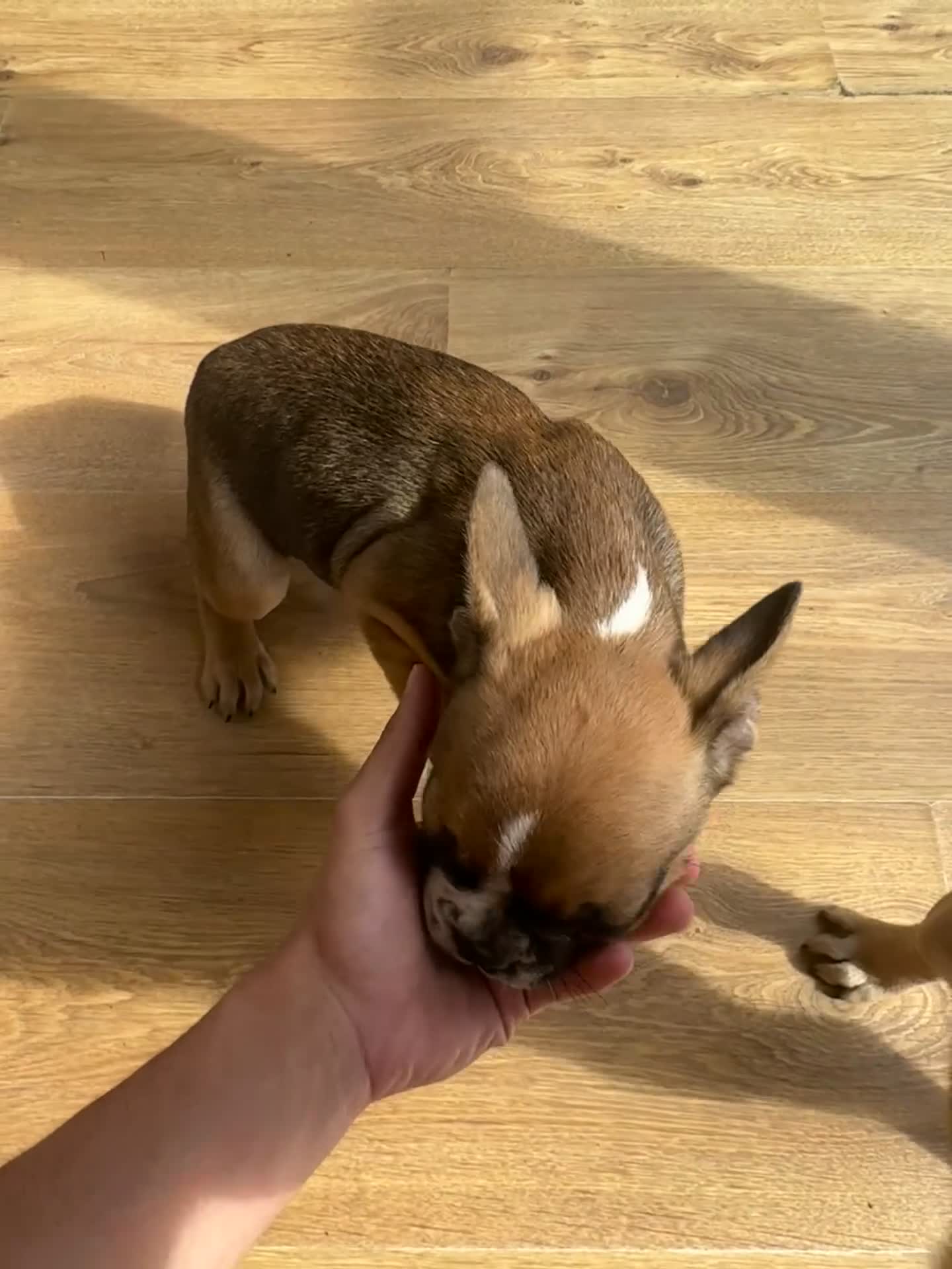 French Bulldog dogs for sale: French bull dogs  in Epsom - Video 2