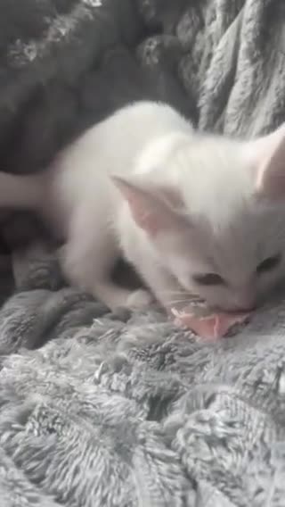 Mixed Breed cats for sale: Kittens  - Video 2