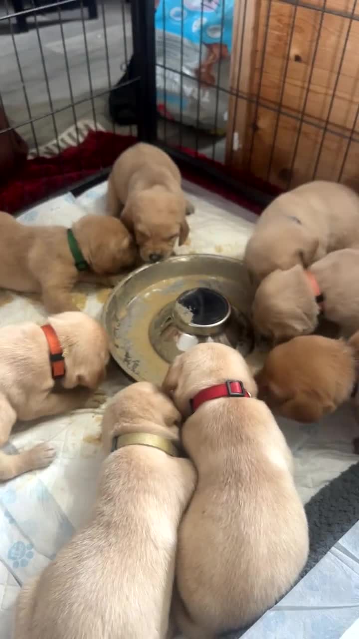 Labrador Retriever dogs for sale: Yellow & Fox Red Labrador Puppies - Video 1