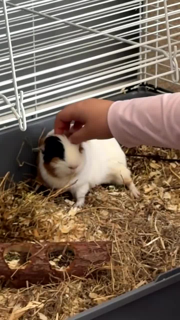 Guinea Pig rodents for sale: Guinea pigs  in Stockton-on-Tees - Video 1