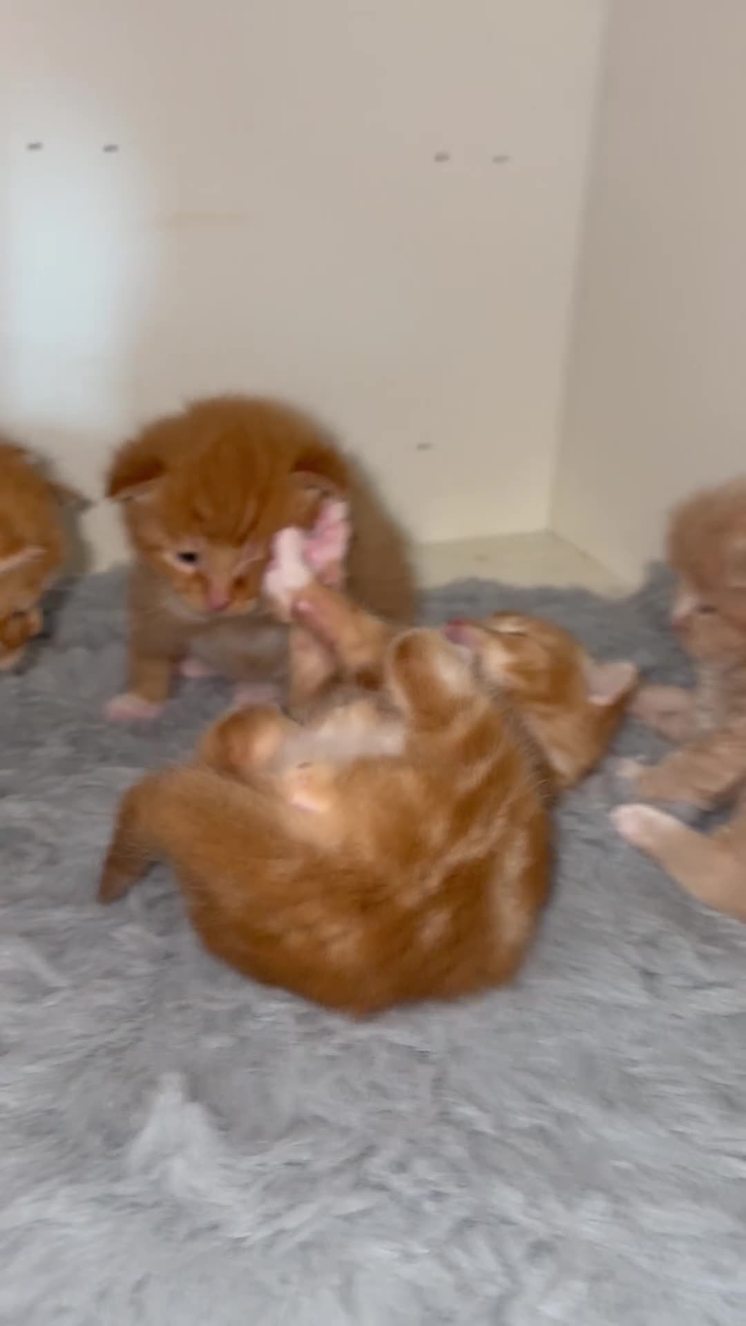 Mixed Breed cats for sale: Maine Coone x Ragdoll Full Ginger Litter - Video 3