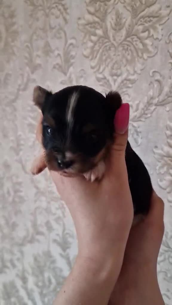 Biewer Terrier dogs for sale: Biewer boys - Video 2