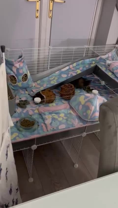 Guinea Pig rodents for sale: Guinea pigs for sale  in Wigan - Video 1