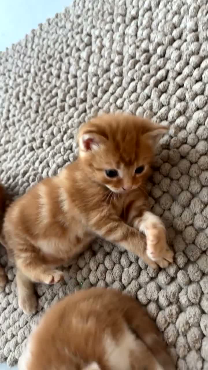 Mixed Breed cats for sale: Lovely kittens  in Hull - Video 2