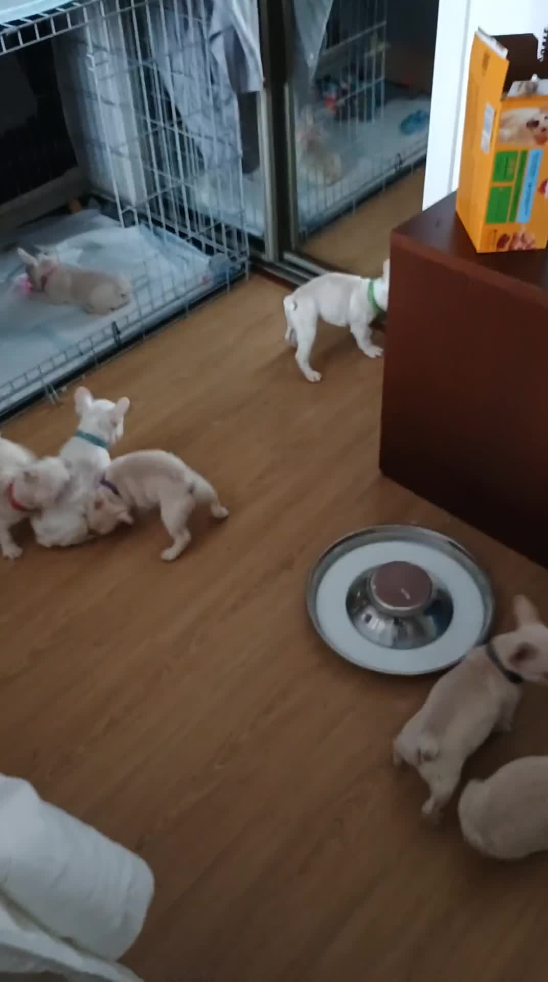 French Bulldog dogs for sale: Quality chunky French bulldog fluffy carriers  - Video 1