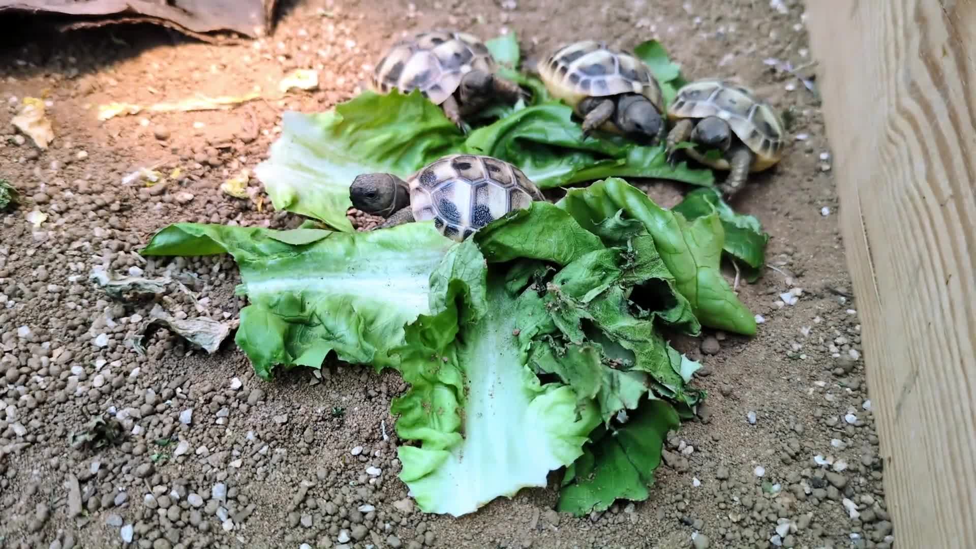 Tortoise reptiles for sale: For Sale Hermann Tortoise - Video 1