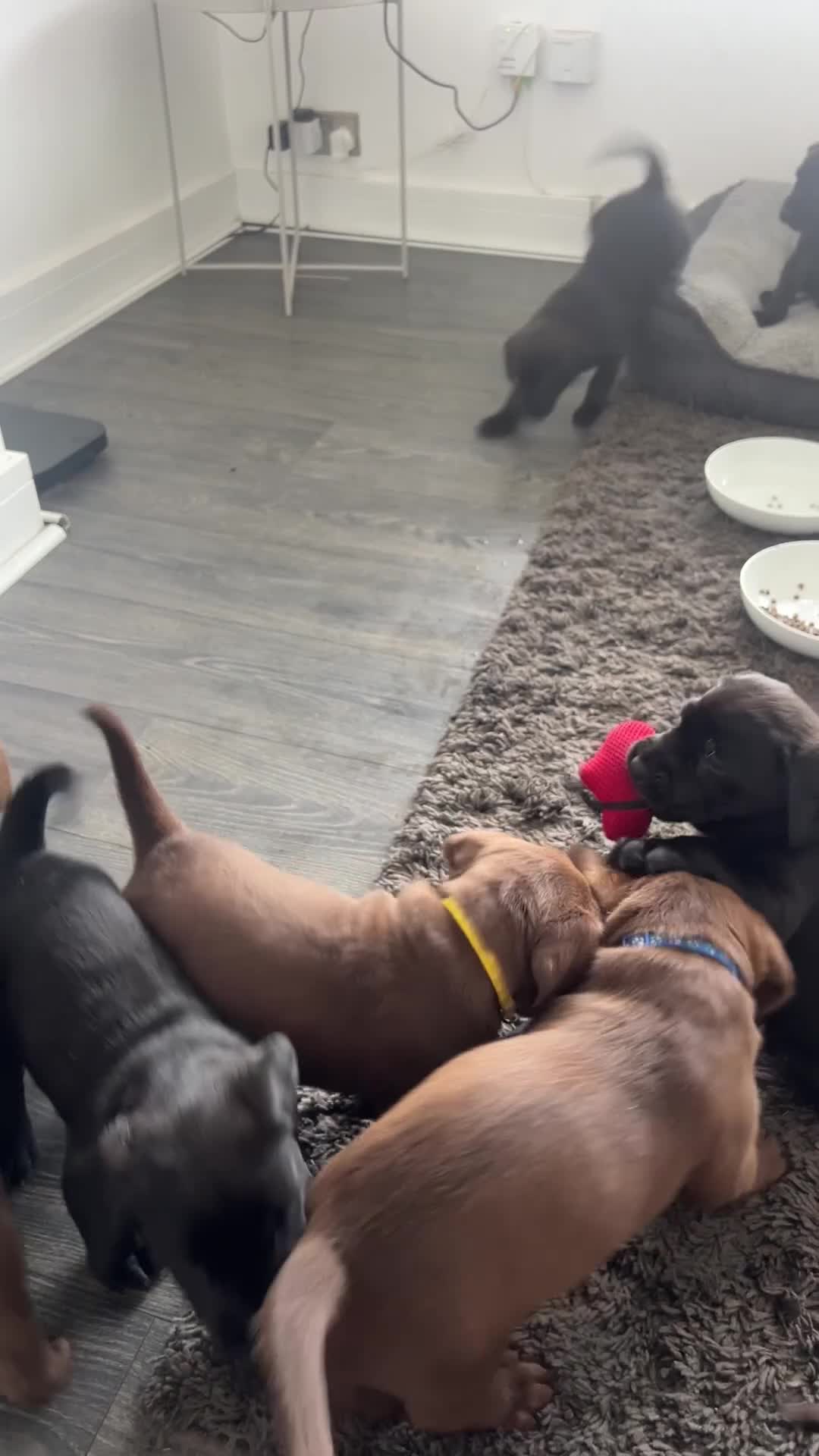 Mixed Breed dogs for sale: Mastiff x puppies  - Video 2