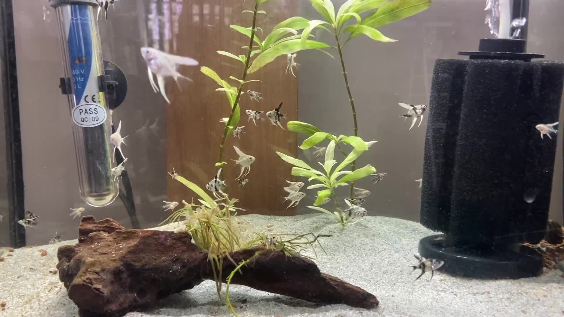 Angelfish fish for sale: Juvenile Platinum and Panda Angelfish in Huntingdon - Video 2