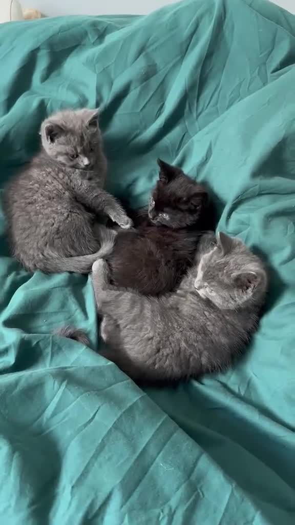Mixed Breed cats for sale: Three kittens - Video 2