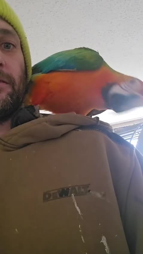 Parrots birds for sale: Supertame Catalina macaw female dominant yellow - Video 1