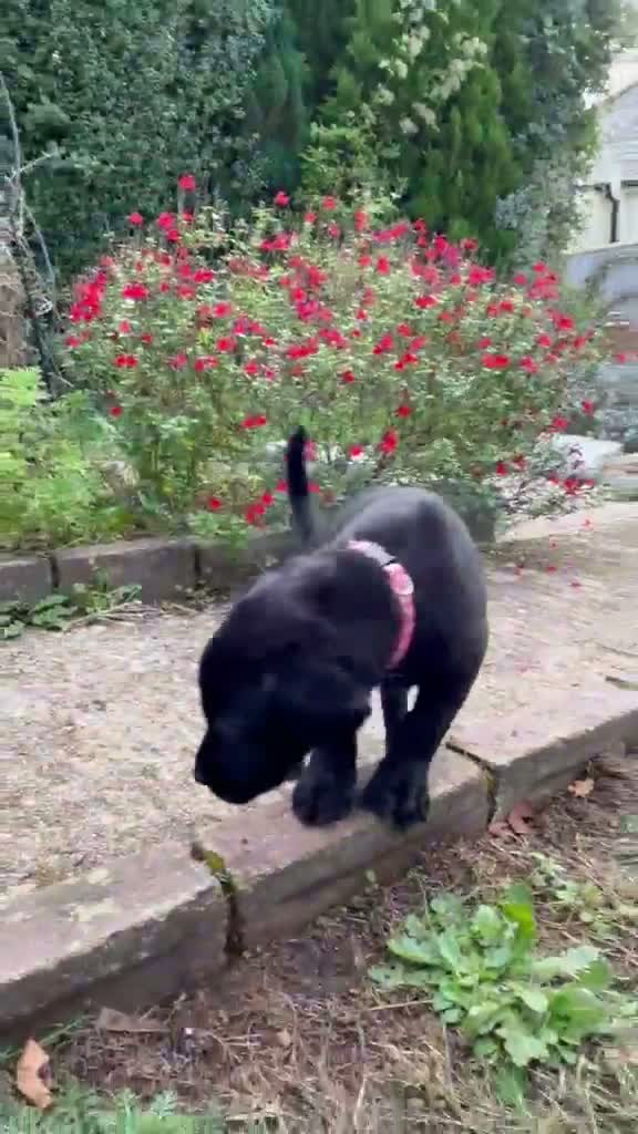Labrador Retriever dogs for sale: Black Labs Ready to Go! in Plymouth - Video 1