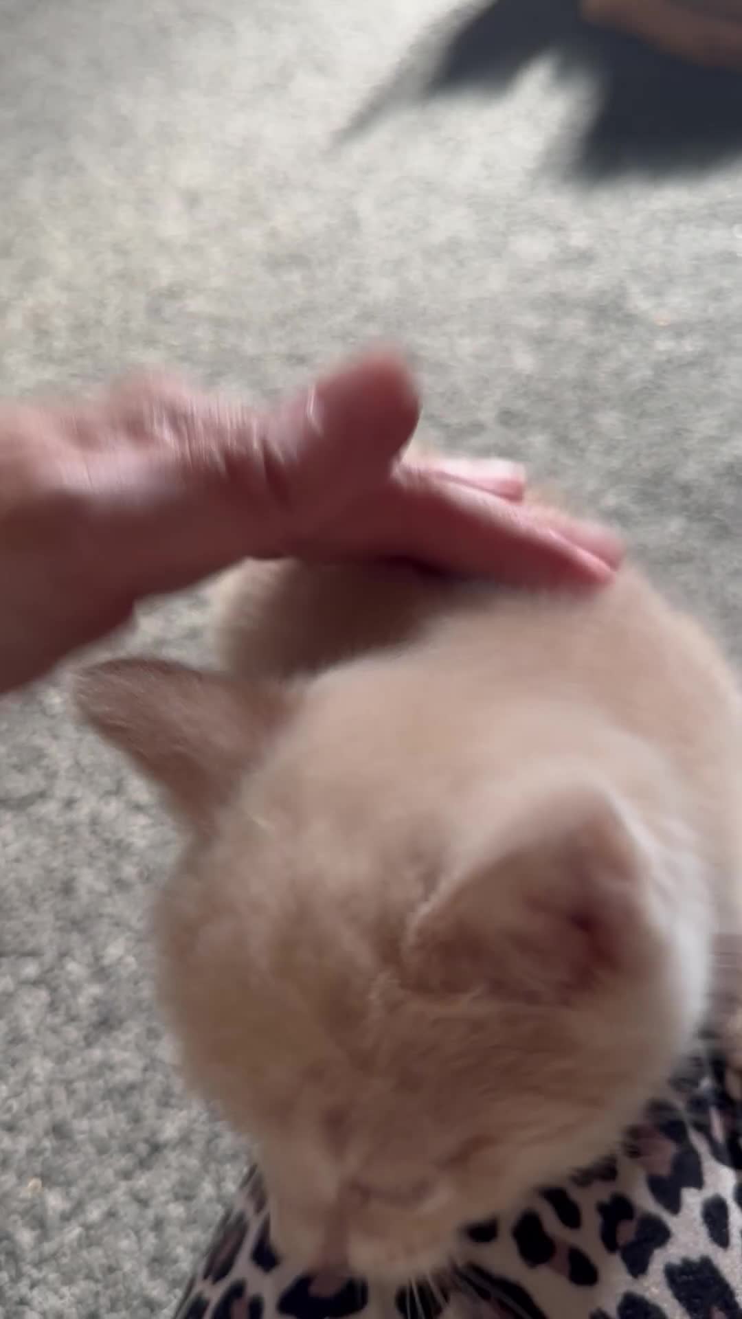Mixed Breed cats for sale: Beautiful ginger kittens  - Video 2