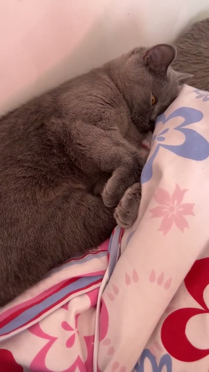 British Shorthair cats for sale: “Blue” British shorthair female  - Video 1