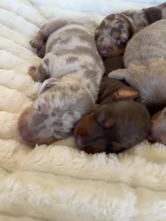 Miniature Dachshund dogs for sale: 5 beautiful baby miniature dachshund puppies  - Video 1