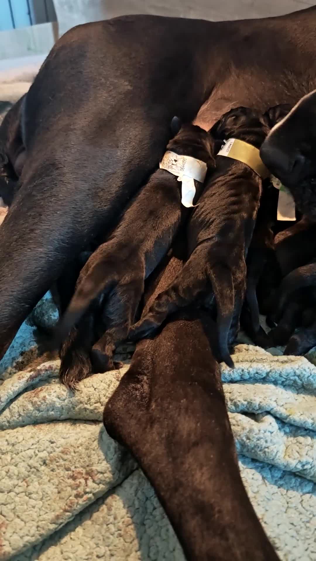 Great Dane dogs for sale: Great Dane Puppies in Londonderry - Video 1