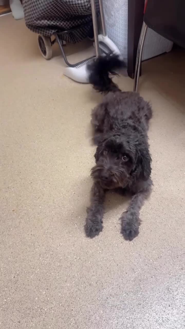 Mixed Breed dogs for stud: 3 year old F1 Cockapoo - STUD - Video 2
