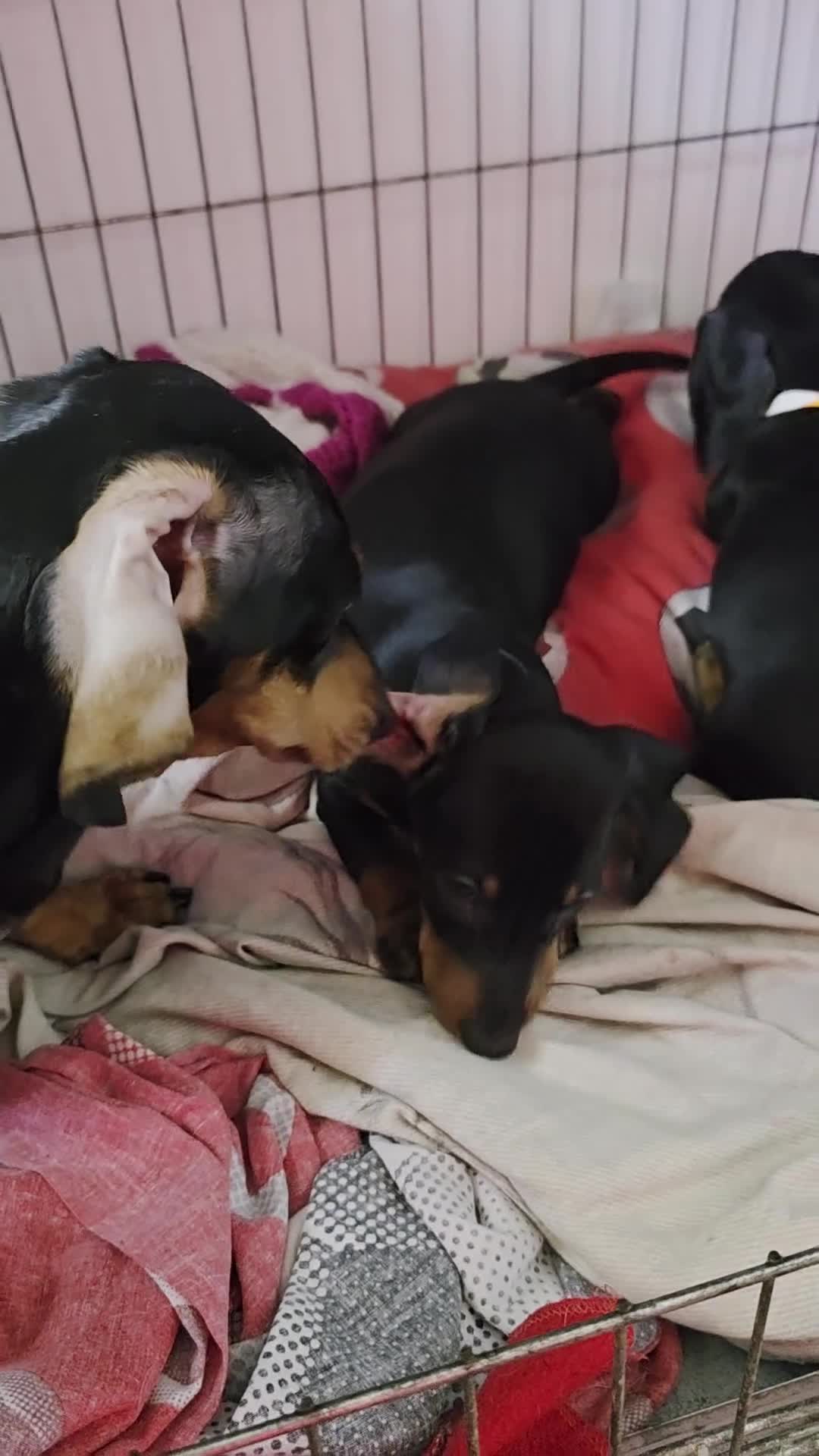 Miniature Dachshund dogs for sale: BLACK/TAN Adorable dachshund puppies for sale😍 - Video 3