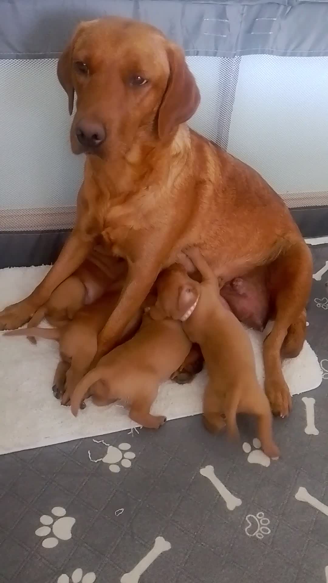 Labrador Retriever dogs for sale: Fox Red Labrador - Video 1