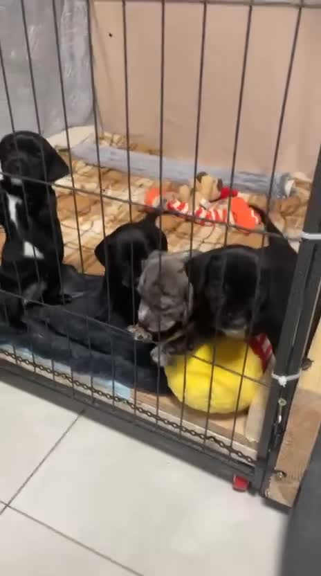 Mixed Breed dogs for sale: Dalmatian X Chiweenie Puppies - Video 3