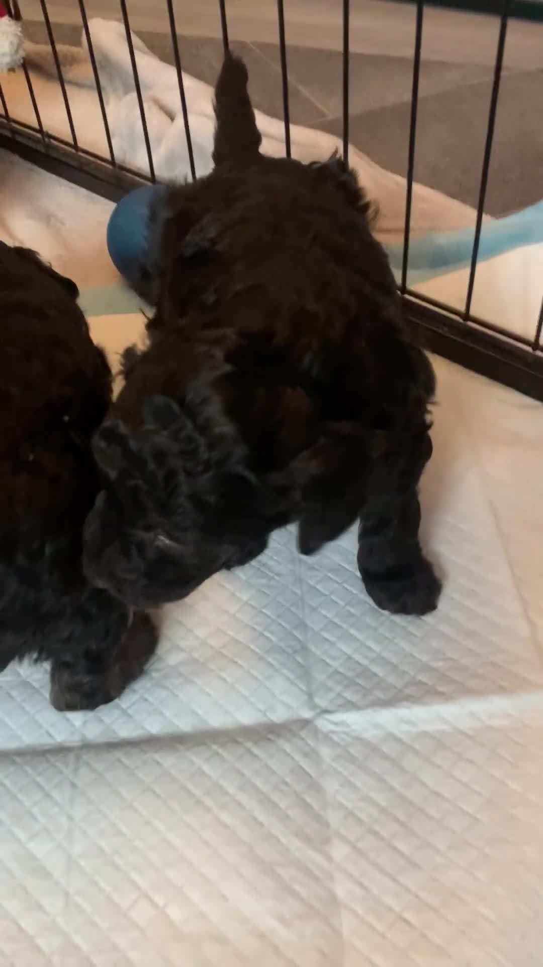Cockapoo dogs for sale: Cockapoo Puppies  - Video 3