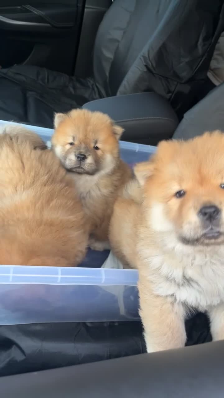 Chow Chow dogs for sale: 2 stunning chow chow girls  - Video 3