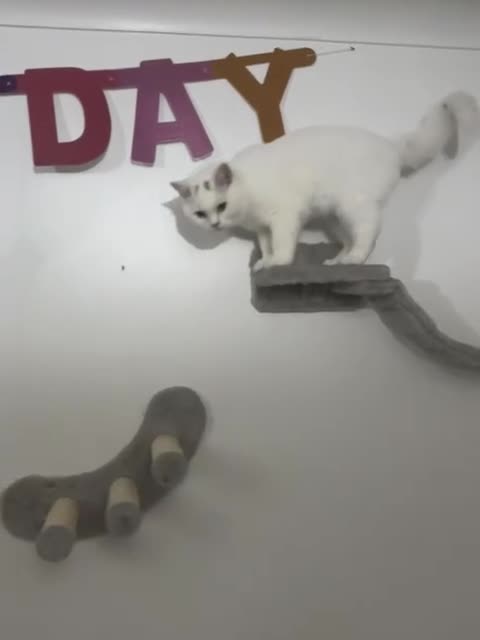 British Shorthair cats for sale: Gorgeus GCCF British Shorthair kittens - Video 2