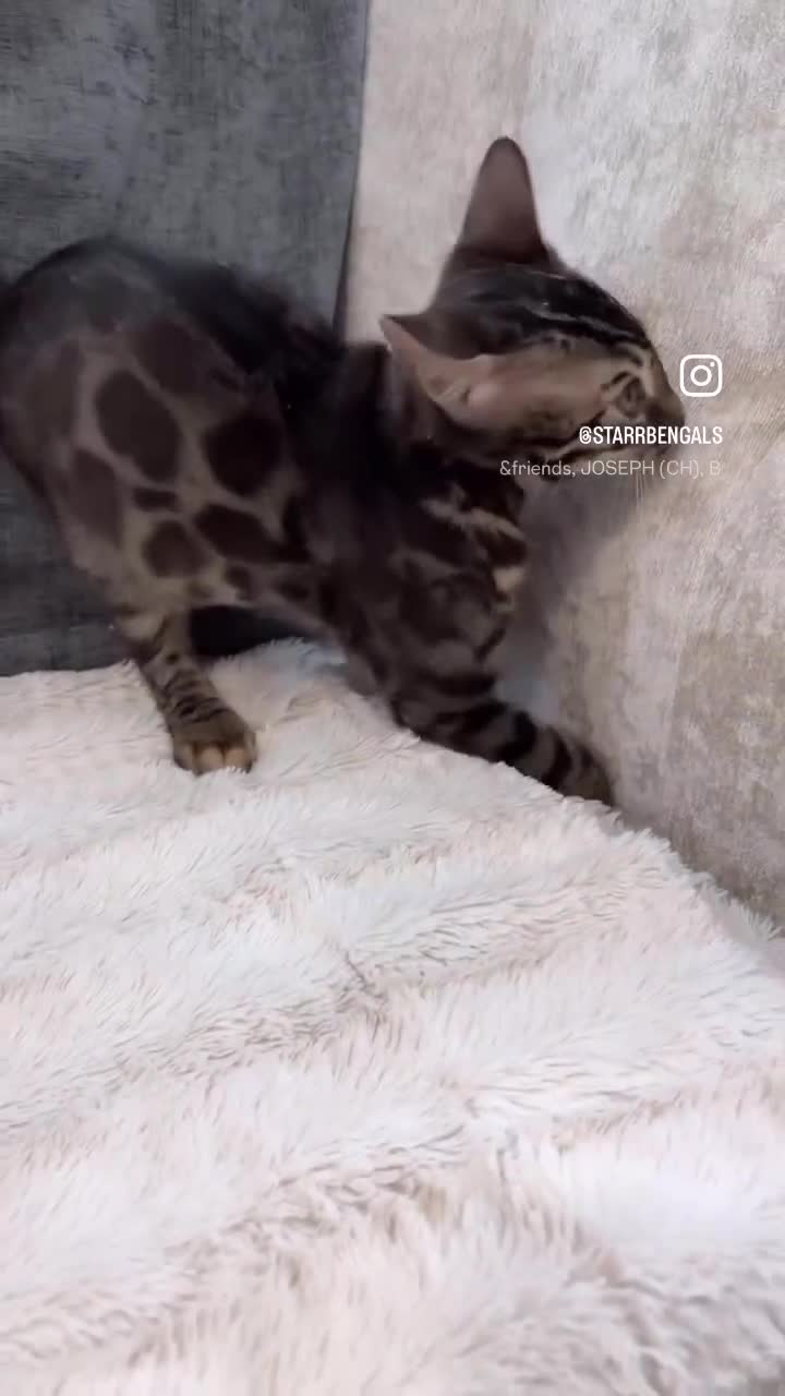 Bengal cats for sale: 🌟Pedigree bengal kittens🌟 - Video 1