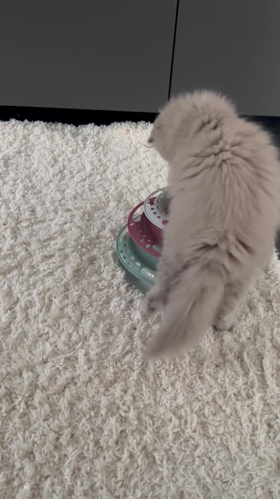 British Longhair cats for sale: Lilac British long hair mix Scottish  - Video 1