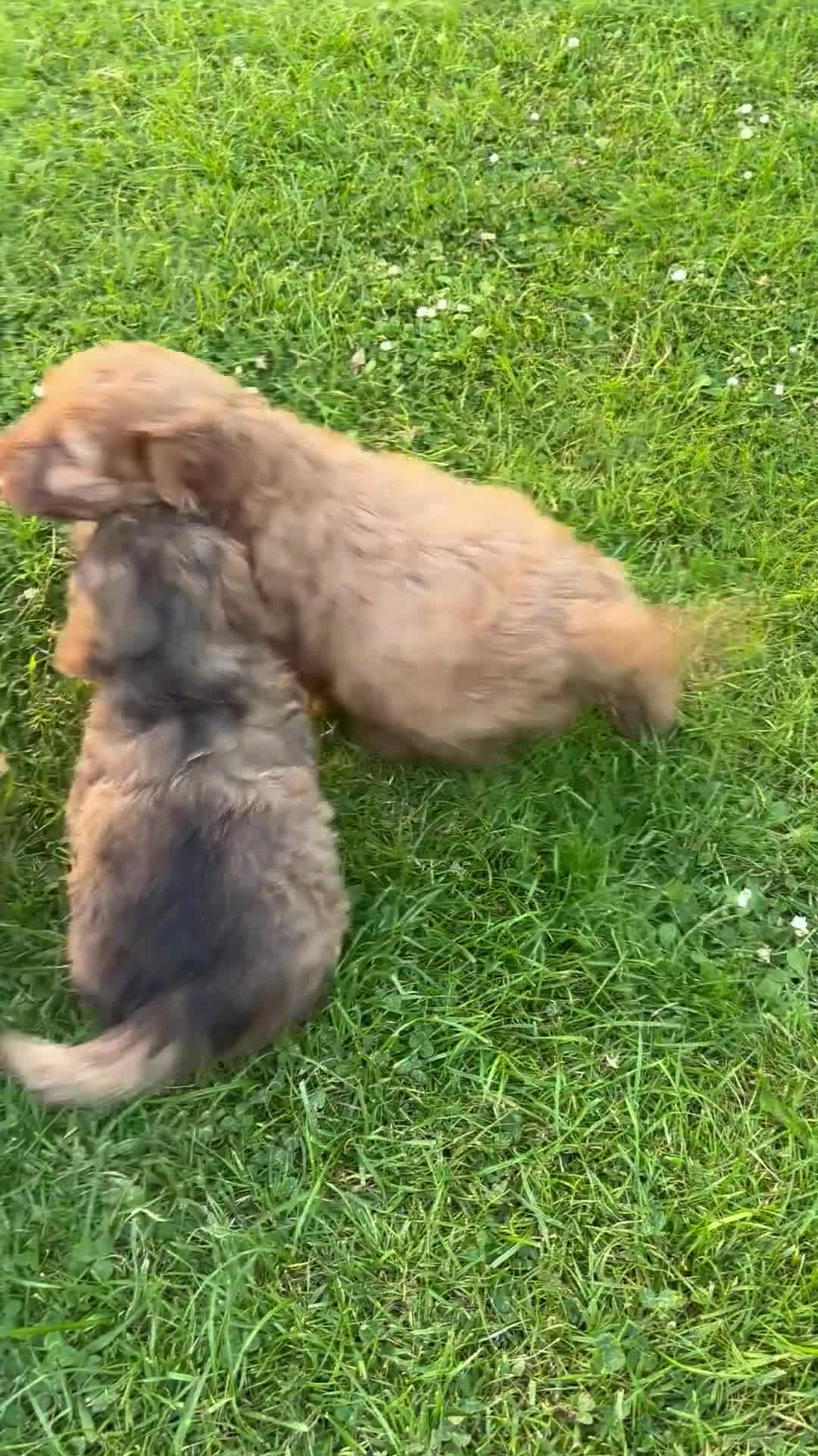 Cockapoo dogs for sale: Cockapoo puppies ready to leave - Video 1