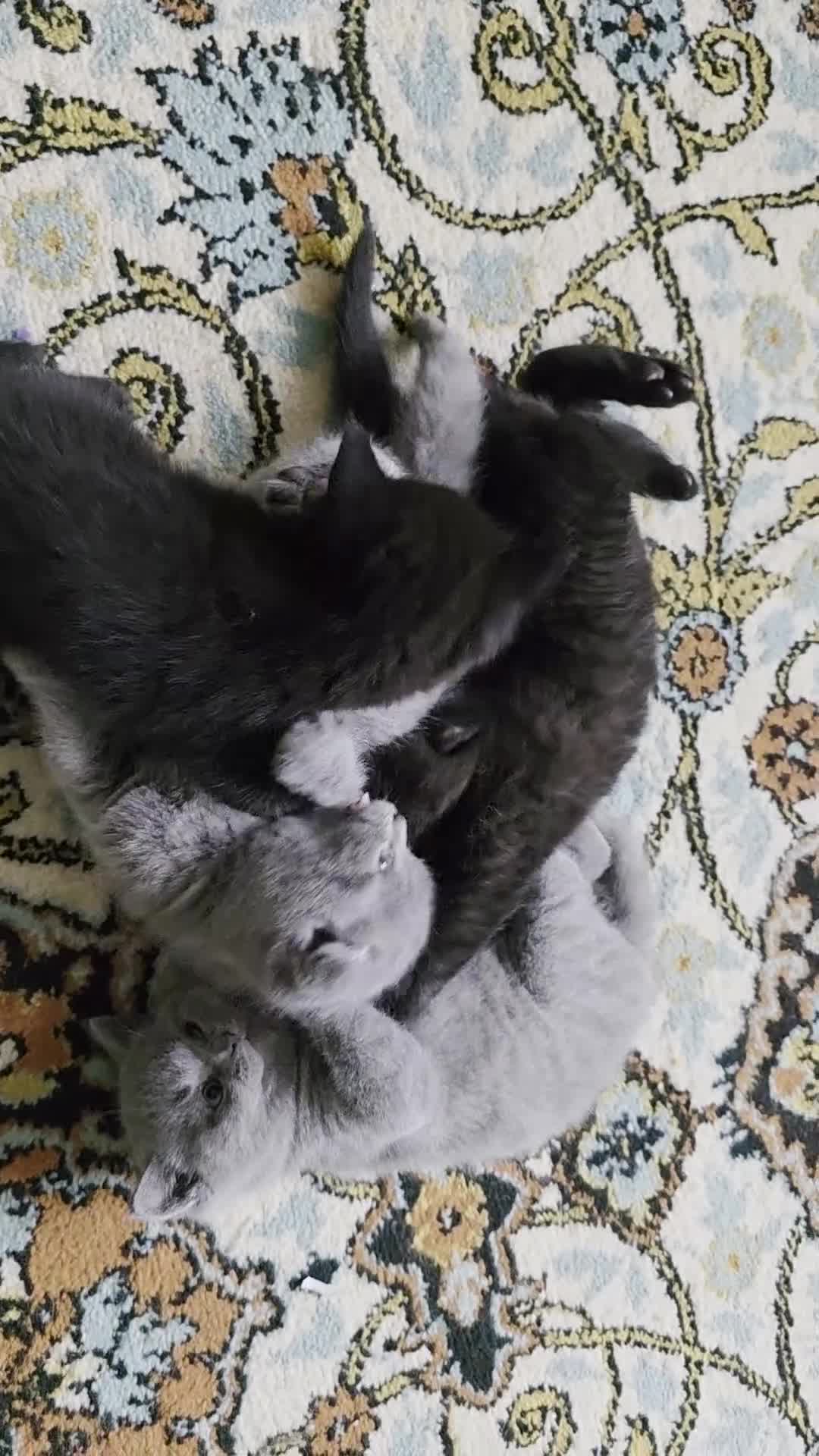 Scottish Fold cats for sale: 4 lovely kittens looking for new family  - Video 1