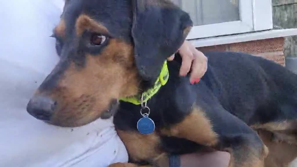 Mixed Breed dogs for adoption: Beautiful Aldo is ready for his forever sofa - Video 1