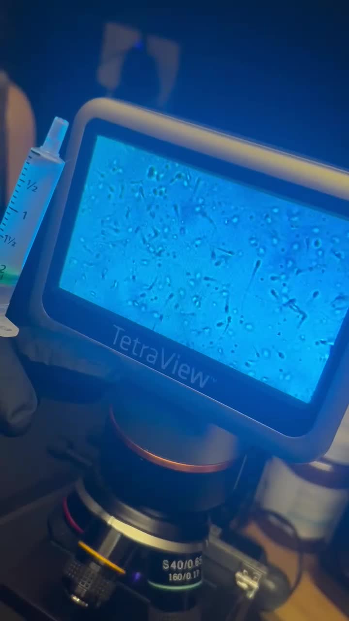 French Bulldog dogs for stud: Smallest proven micro stud in the uk - Video 5