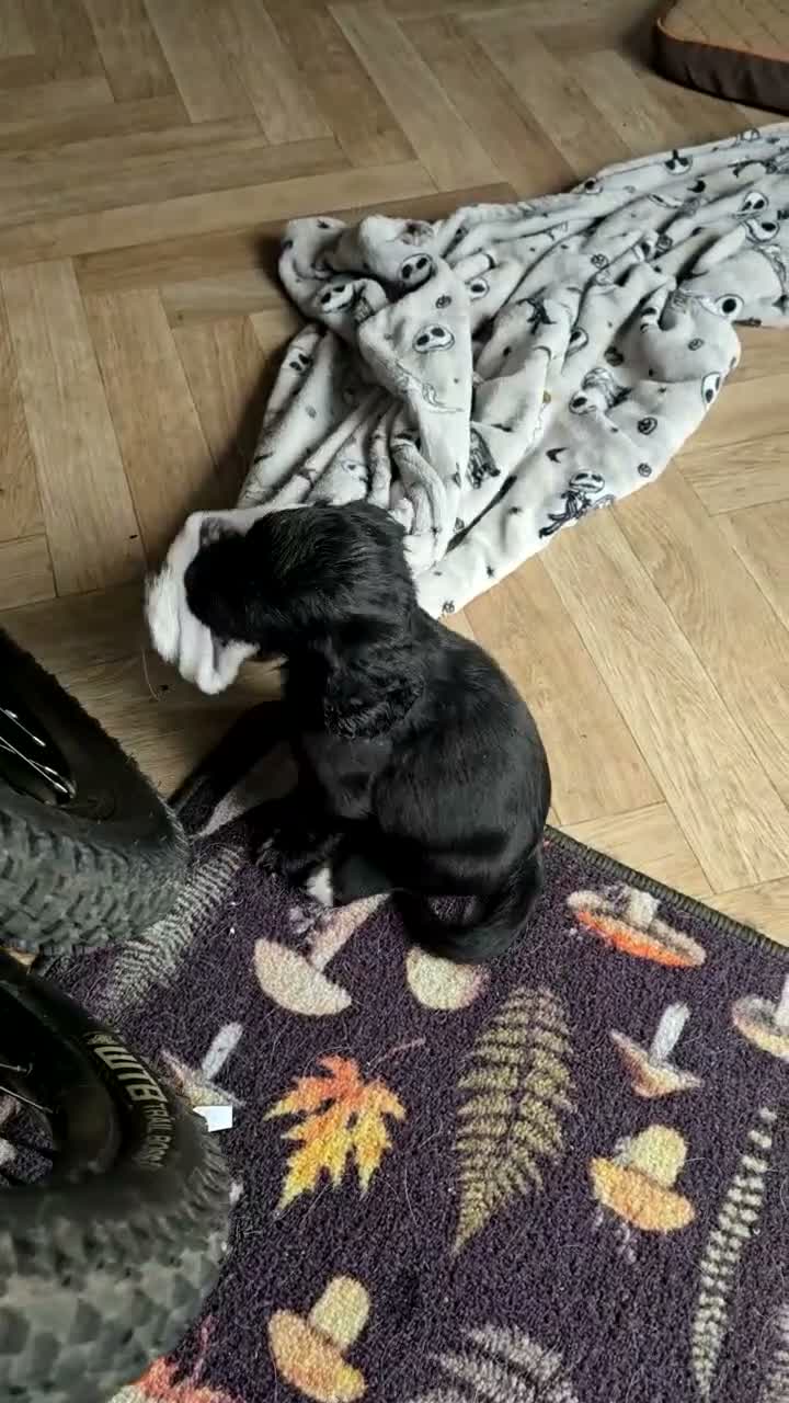 Sprocker dogs for sale: F1 Sprocker Spaniel Puppies  - Video 1