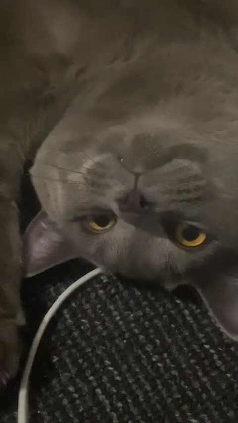 British Shorthair cats for sale: Blue British Shorthair Male, 8 Months – £1,200 - Video 2