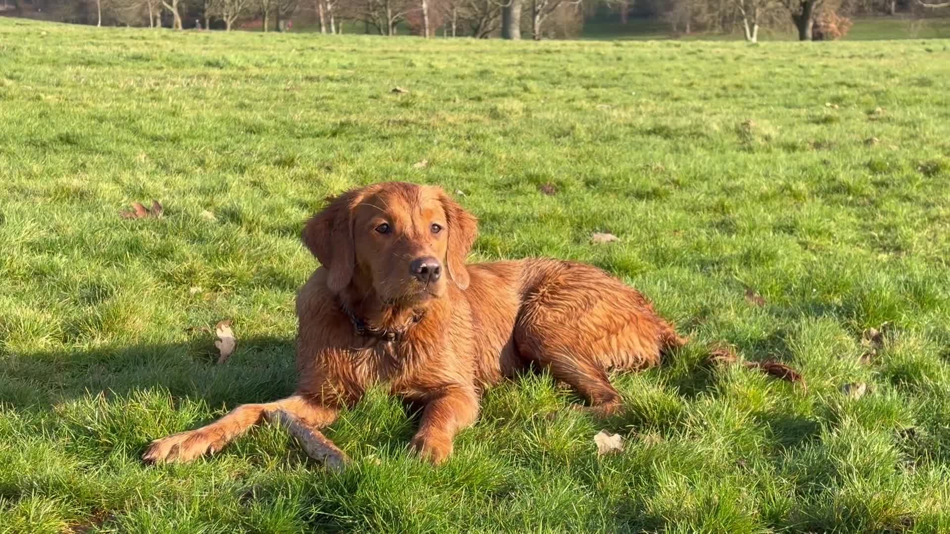 Golden Retriever dogs for sale: Beautiful Young Working Golden Retriever Female - Video 3