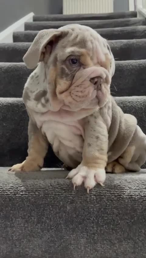 English Bulldog dogs for stud: Ronnie G the ULTIMATE STUD - Video 2