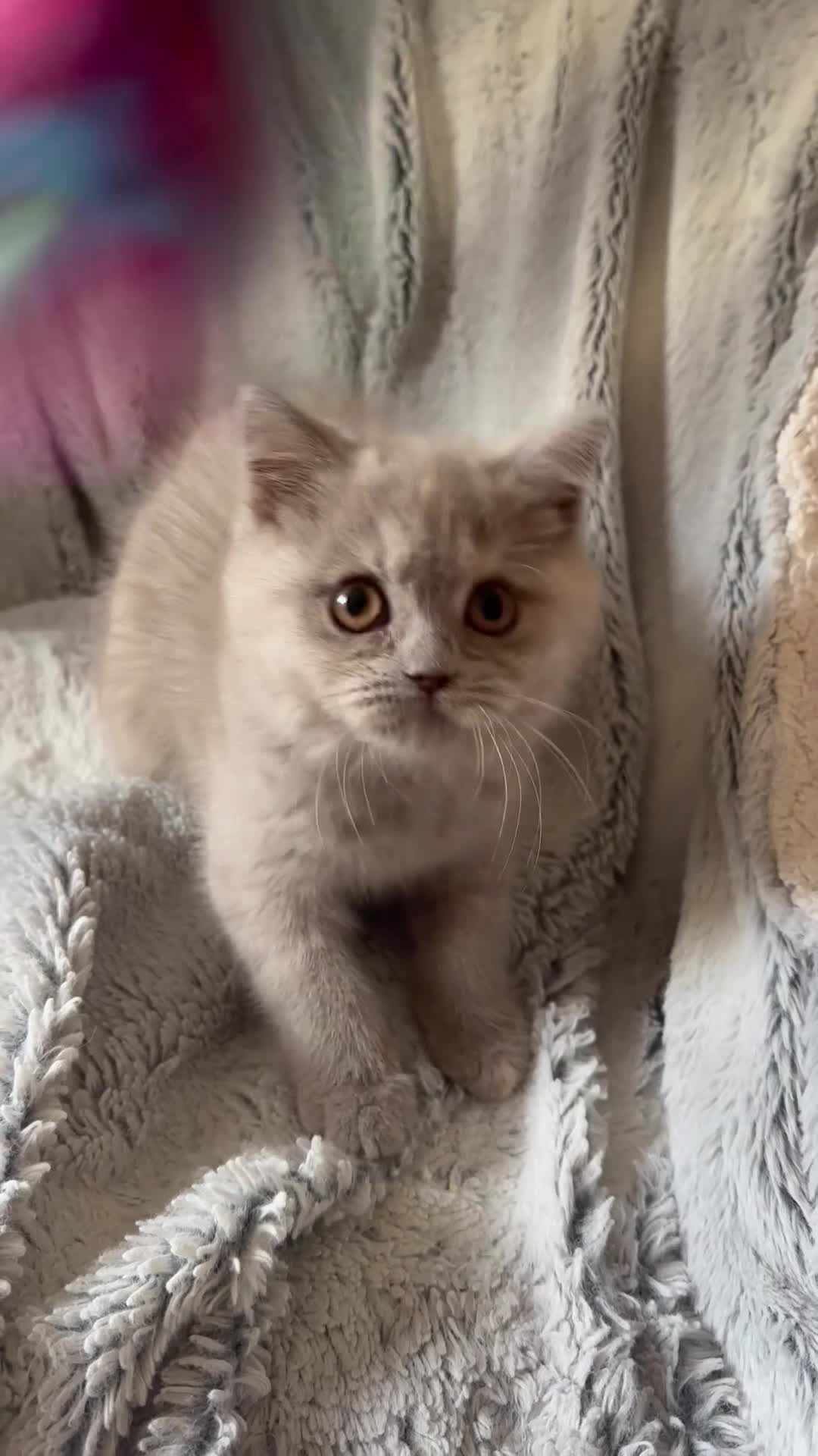 British Shorthair cats for sale: TICA registered BSH &BLH kittens  in Crewe - Video 1