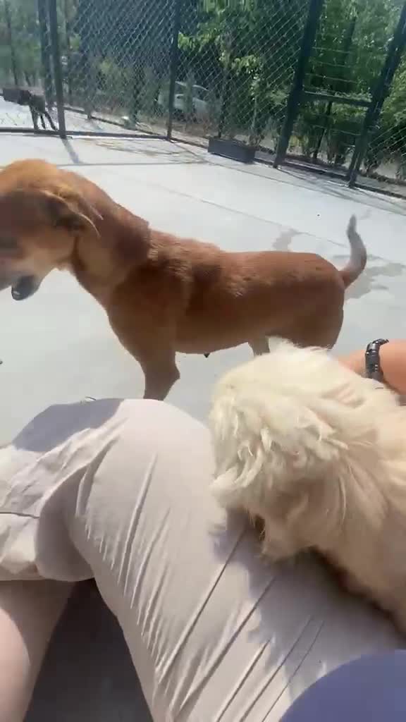 Mixed Breed dogs for adoption: Tansy, 2-4 yrs old. Available for adoption. - Video 1