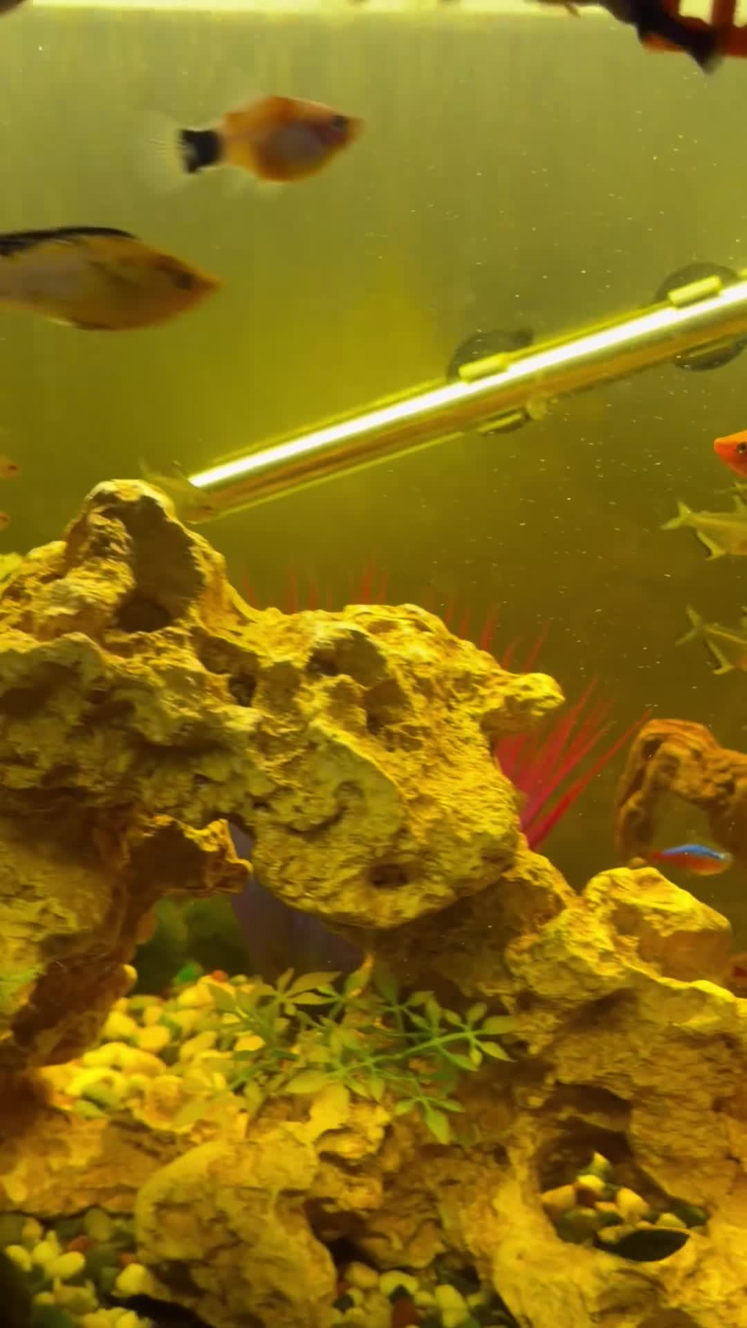 Swordtails fish for sale: Tropical fish community - Video 2