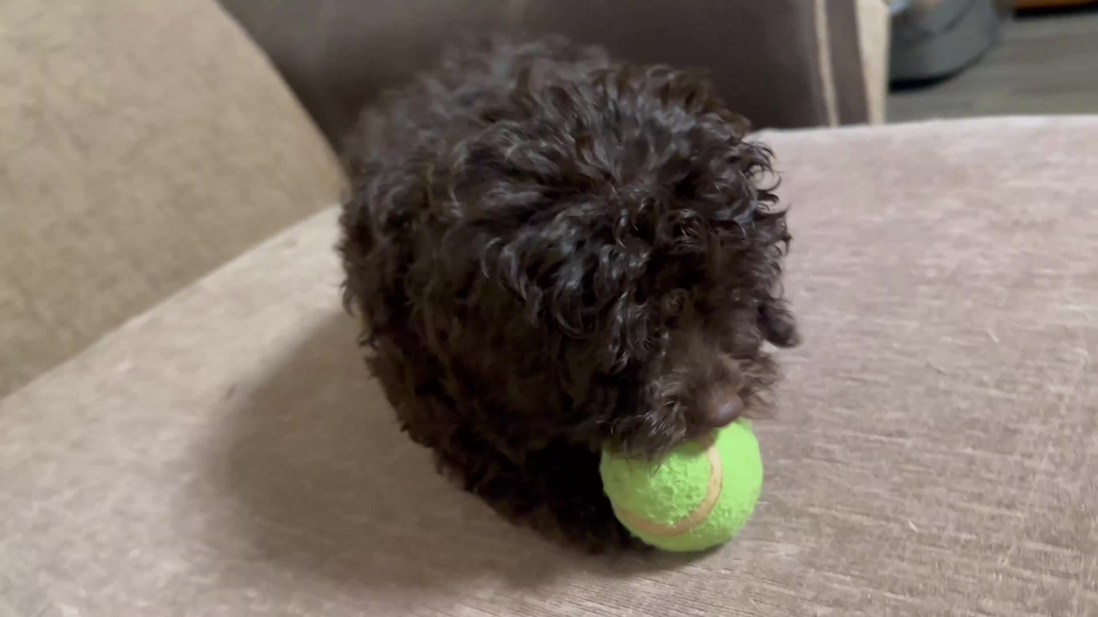 Cockapoo dogs for sale: F1b Cockapoo Puppy - 1 girl left 🐾❤️ - Video 1