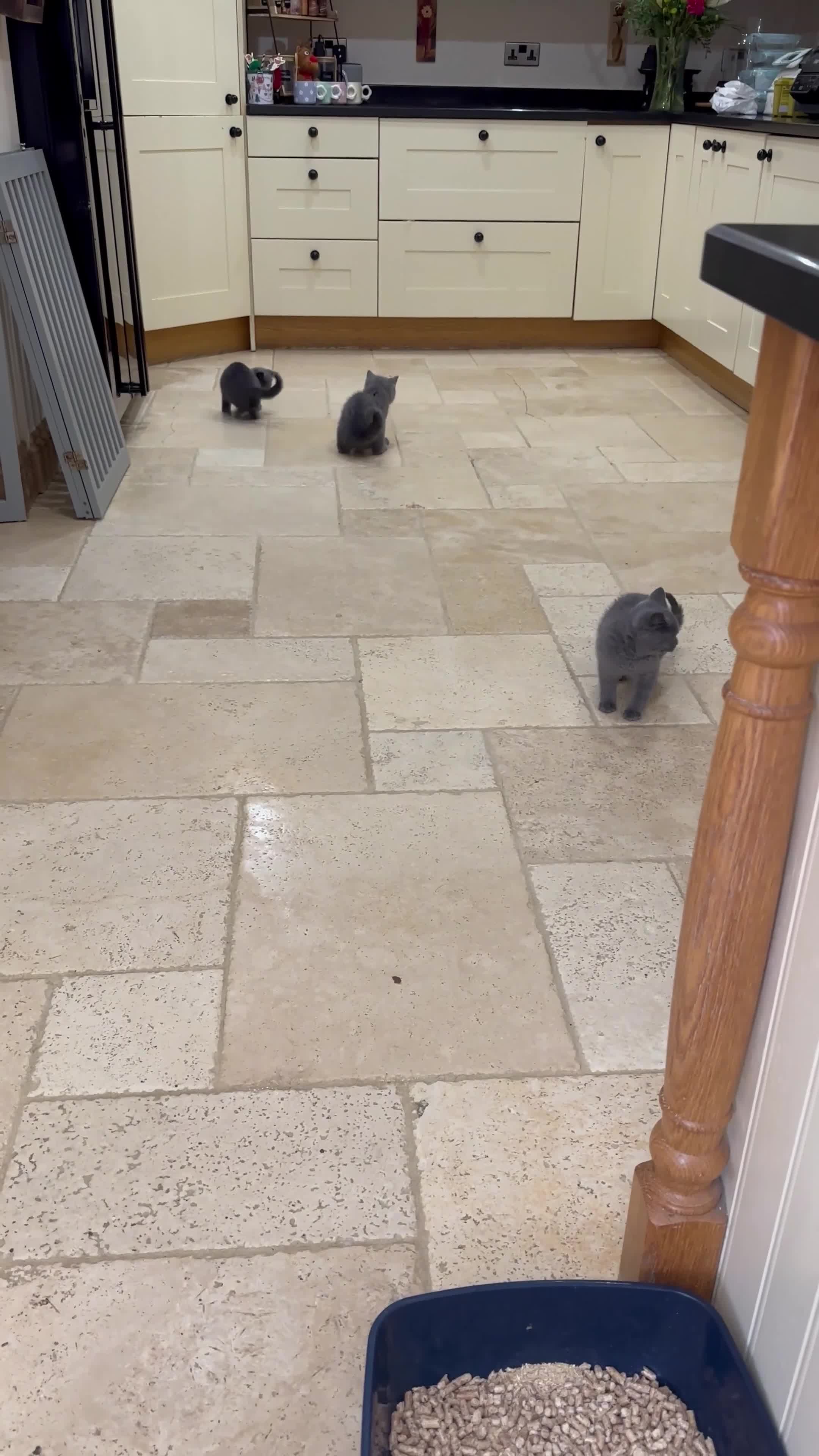 British Shorthair cats for sale: Blue British Shorthair registered Full Pedigree  - Video 1