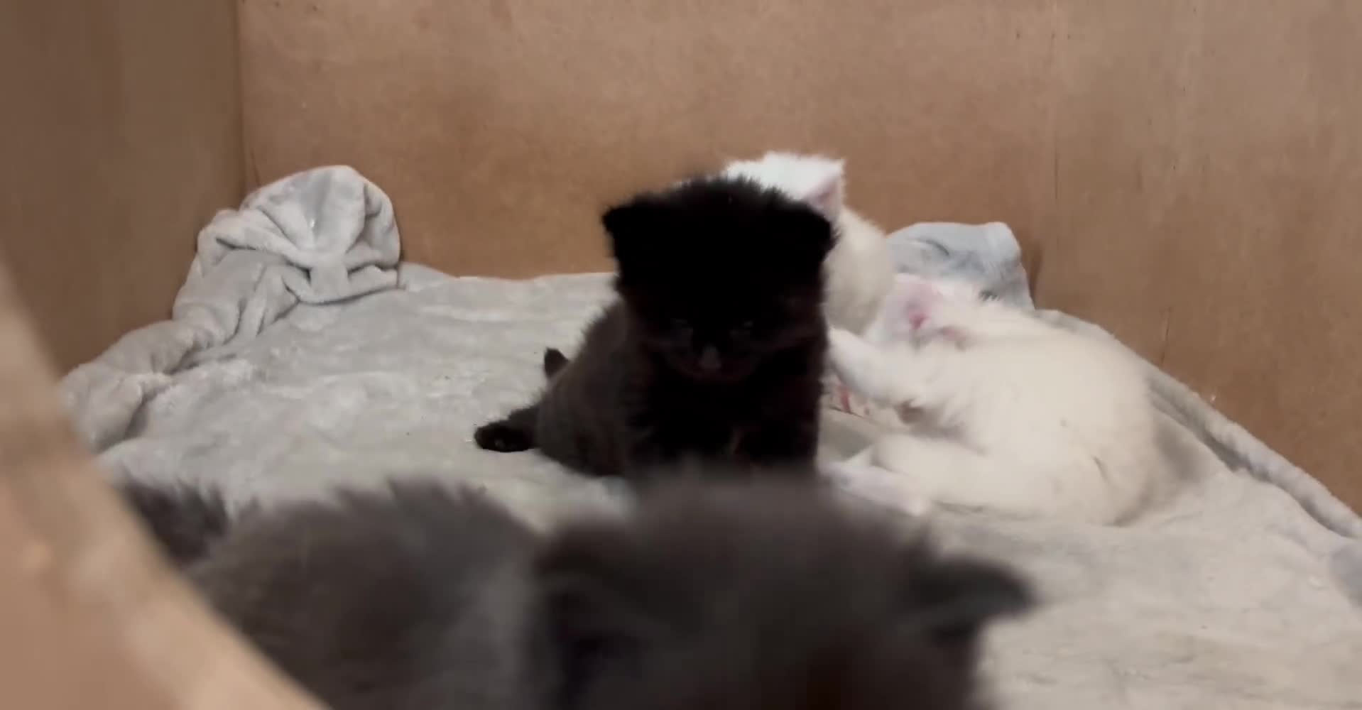 Maine Coon cats for sale: Stunning Main coon Kittens  in Sunderland - Video 3