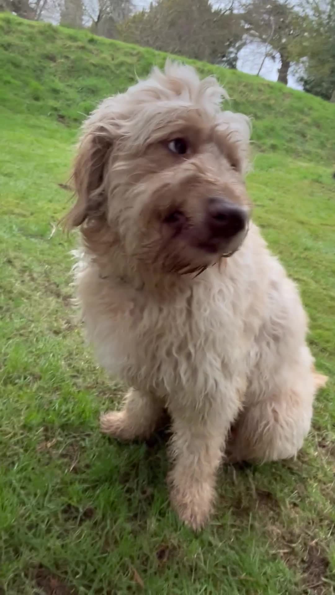 Goldendoodle dogs for sale: Beautiful 4-Year-Old Goldendoodle - Video 3