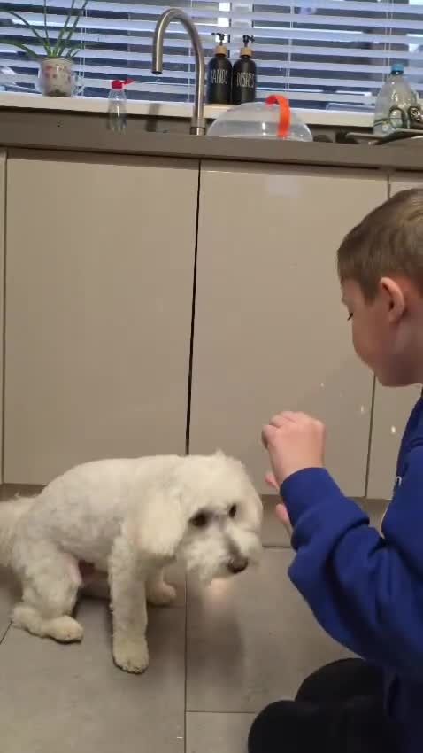 Maltipoo dogs for sale: Maltipoo - Video 1